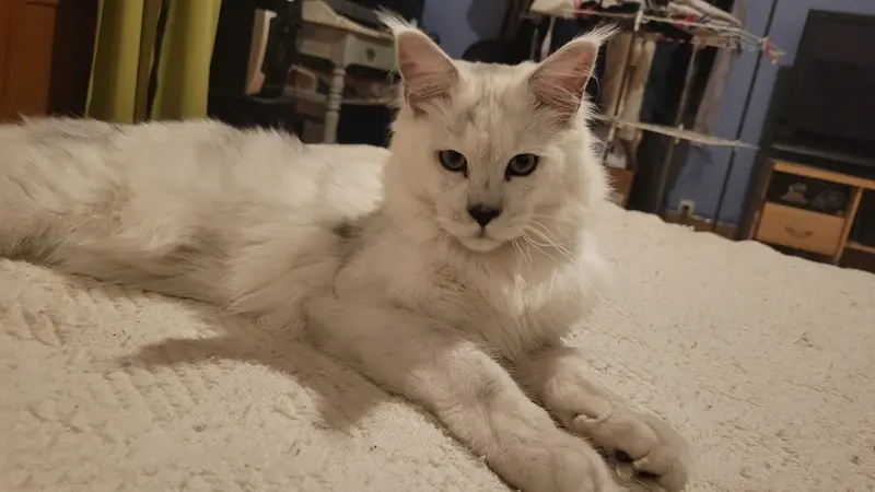 Sélection des reproducteurs : santé, standard, caractère