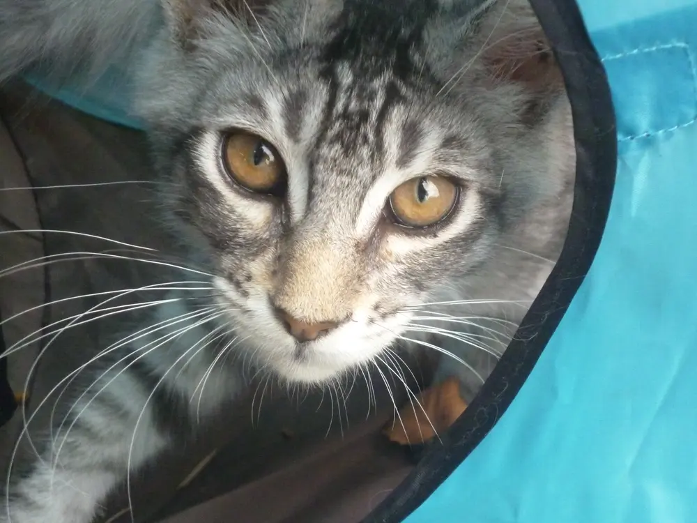 Illustration : histoire de la chatterie le premier male arrivé au périgord vert