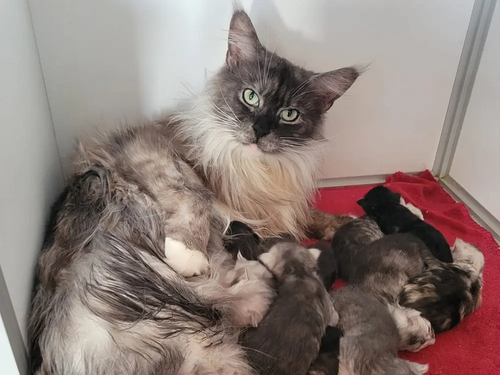 Maman Maine Coon entourée de ses 9 chatons
