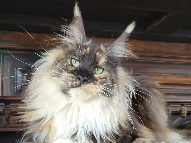 Portrait d’un Maine Coon : oreilles à plumets, regard expressif