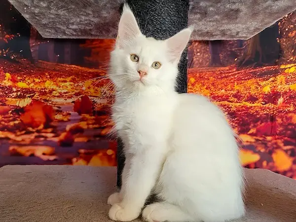 Arnold, Maine Coon mâle, Red Silver Shell - chaton de Wild Lady, Adoption France