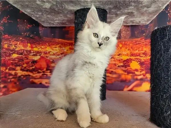 Arwen, Maine Coon femelle, black smoke et blanche - chaton 3 de Wild Lady, adoption France