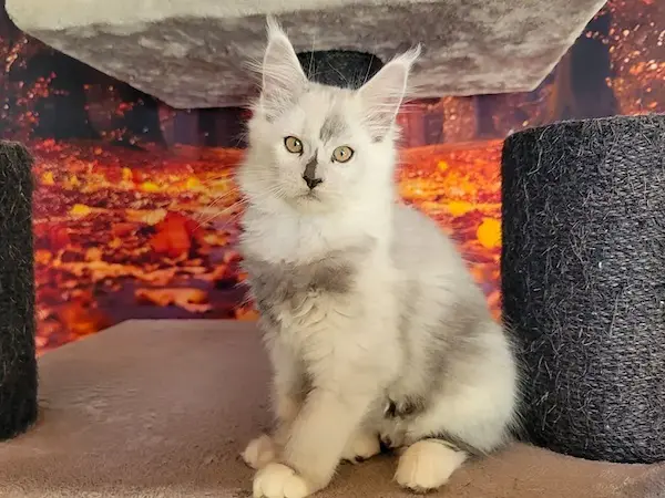 Arya, Maine Coon femelle, Black Smoke et Blanche - chaton de Wild Lady, adoption France