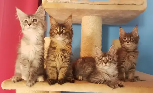 Élevage familial de Maine Coon sur leur arbre à chats dans la nursery
