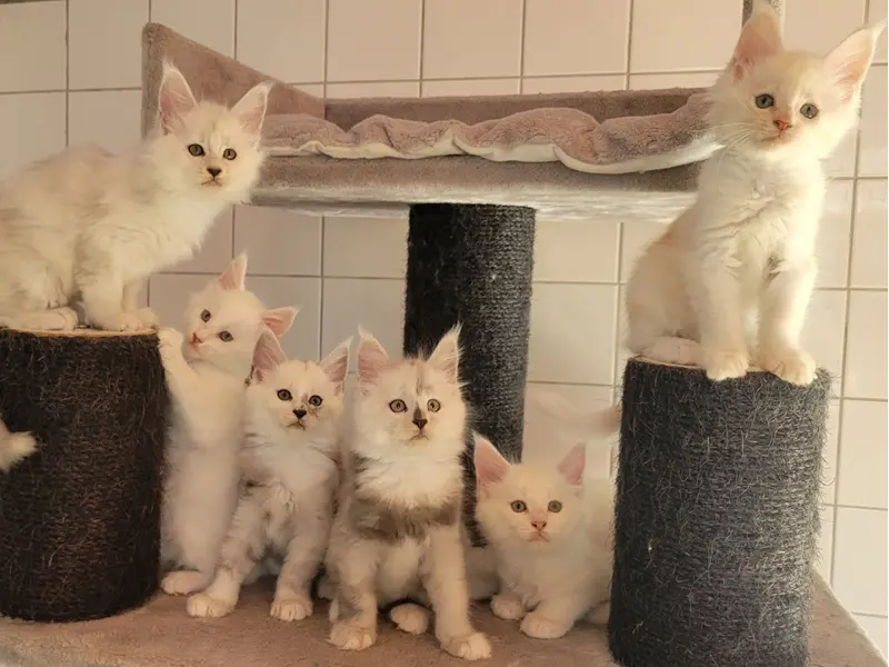 Réservations ouvertes pour les chatons Maine Coon de Wild Lady, couleurs claires