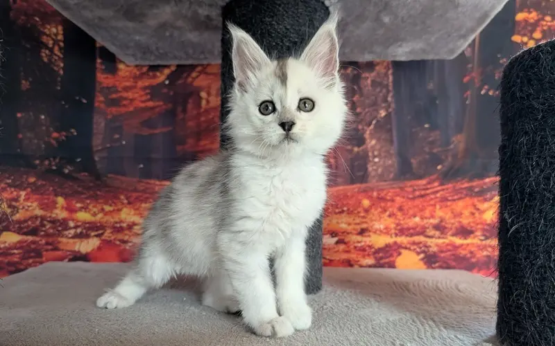 Maine Coon Mâle Black Silver Shaded - Adan photo 1