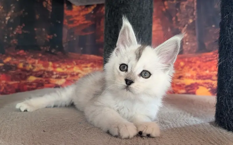 Maine Coon Mâle Black Silver Shaded - Adan photo 2