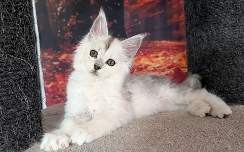 Maine Coon Mâle Black Silver Shaded - Adan photo 4