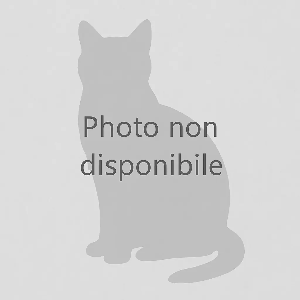 Maine Coon Femelle Black Silver Shell - Artémis photo 1