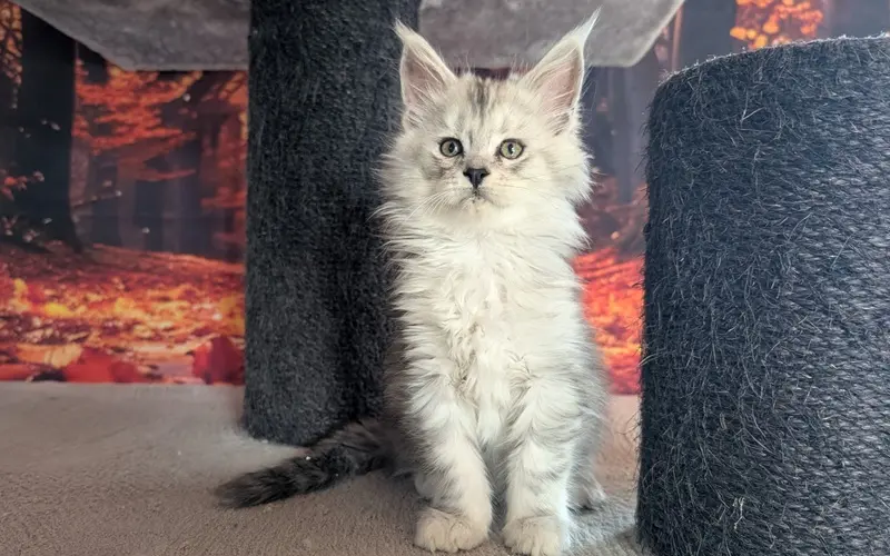 Maine Coon Femelle Black Silver Blotched Tabby - Alma photo 2