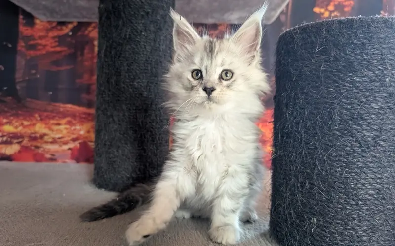 Maine Coon Femelle Black Silver Blotched Tabby - Alma photo 3