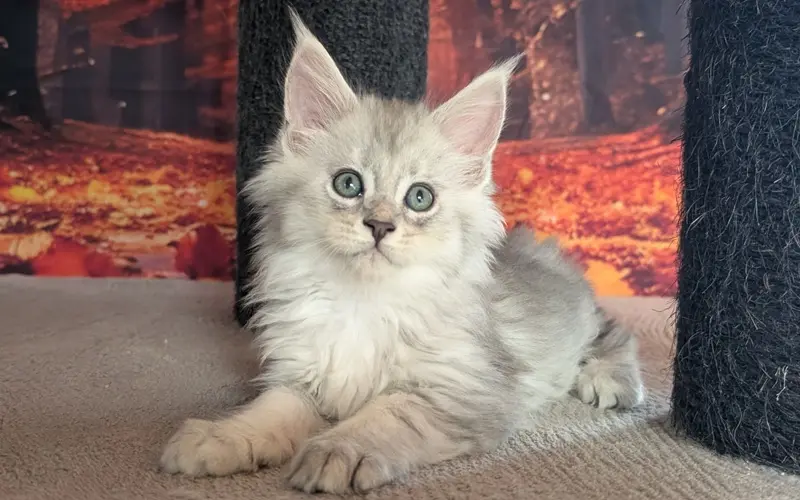 Maine Coon Mâle Black Silver Blotched Tabby - Anakin photo 1