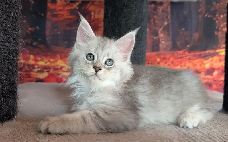 Maine Coon Mâle Black Silver Blotched Tabby - Anakin photo 3