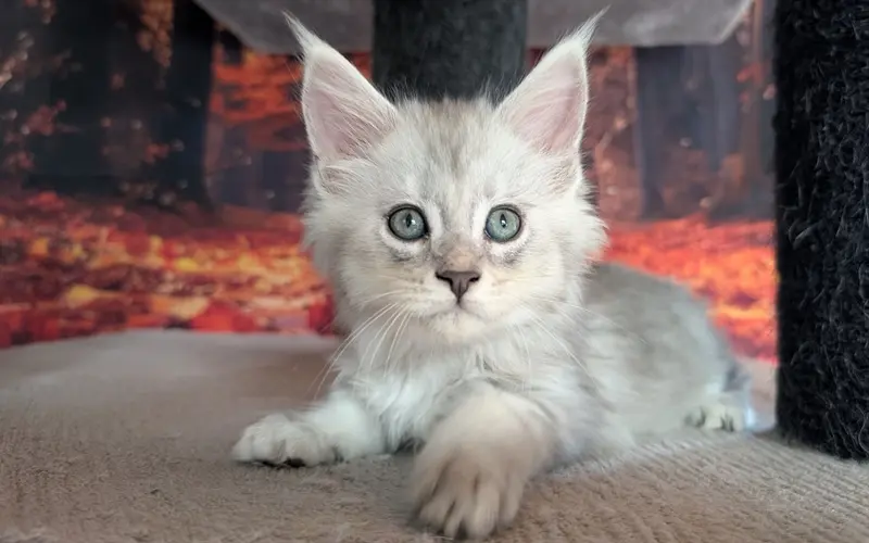 Maine Coon Mâle Black Silver Blotched Tabby - Anakin photo 4