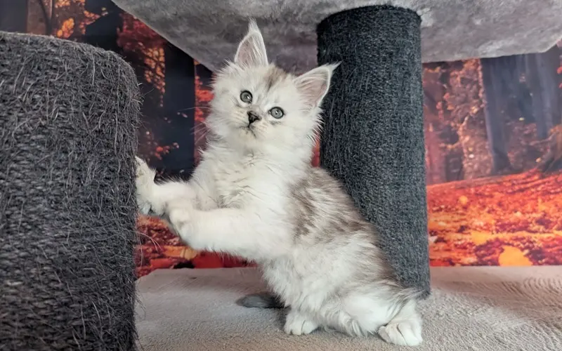 Maine Coon Mâle Black Silver Blotched Tabby - Apollon photo 2