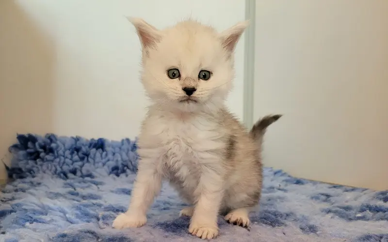 Maine Coon Femelle Black Smoke High - Aphrodite photo 1