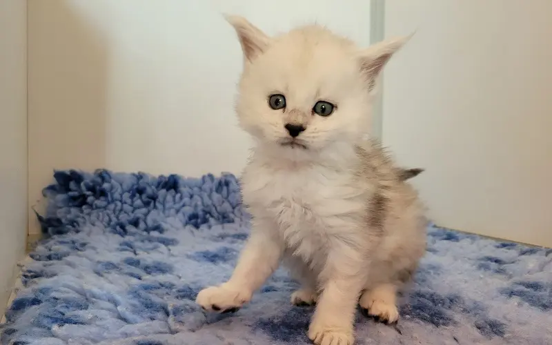 Maine Coon Femelle Black Smoke High - Aphrodite photo 2