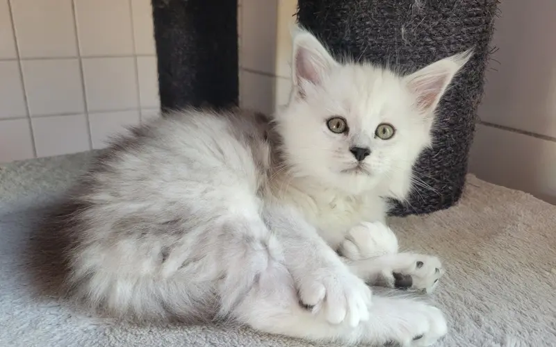 Maine Coon Femelle Black Smoke High - Aphrodite photo 4