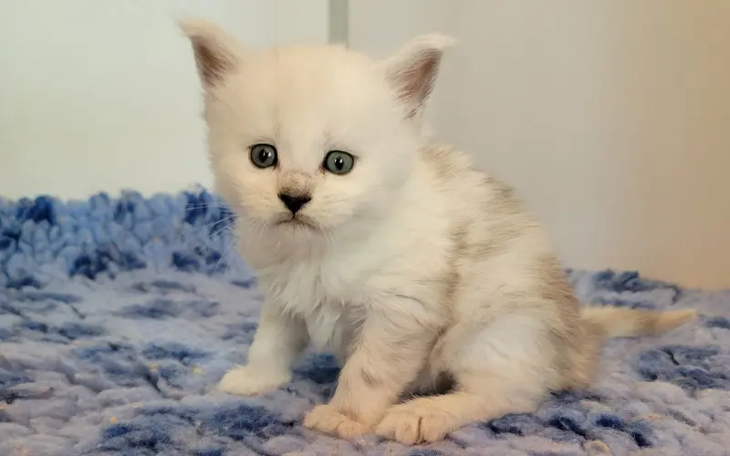 Maine Coon Femelle Black Silver Shell - Artémis photo 1