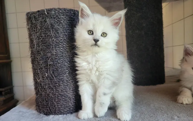 Maine Coon Femelle Black Silver Shell - Artémis photo 3