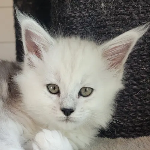 Aphrodite, Maine Coon femelle, black smoke high - chaton 2 d'Uraya