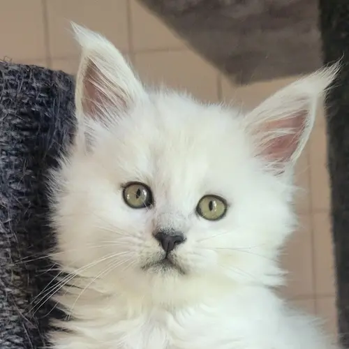 Artémis, Maine Coon femelle, black silver shell dit aussi black chinchilla - chaton 3 d'Uraya