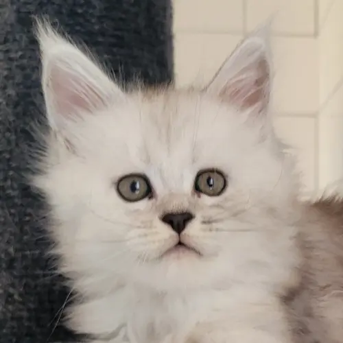 Athéna, Maine Coon femelle, black silver shaded - chaton 1 d'Uraya