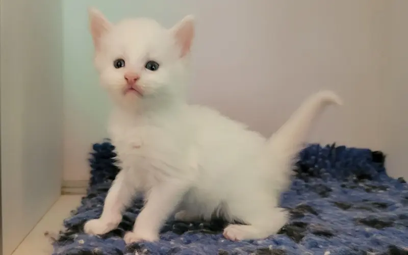 Maine Coon Mâle Red Silver Shell - Alvine photo 2