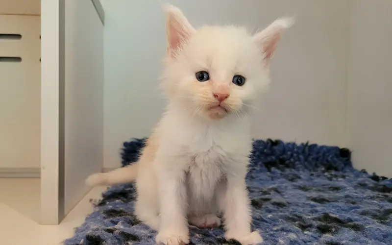Maine Coon Mâle Red Silver Shaded - Arcane photo 1