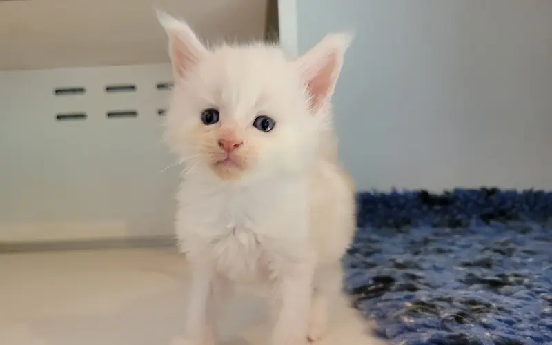 Maine Coon Mâle Red Silver Shaded - Arcane photo 2