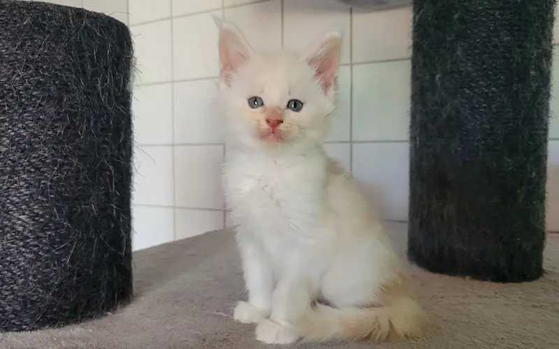 Maine Coon Mâle Red Silver Shaded - Arcane photo 3