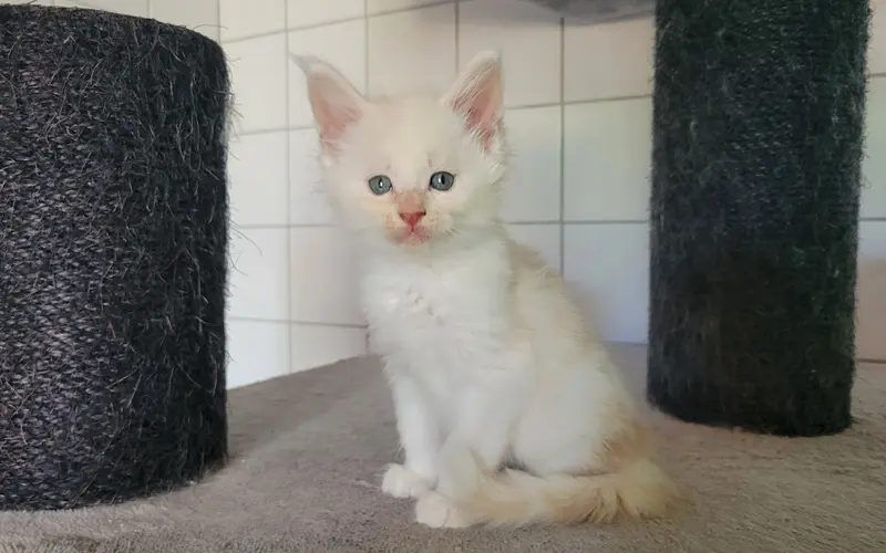 Maine Coon Mâle Red Silver Shaded - Arcane photo 4