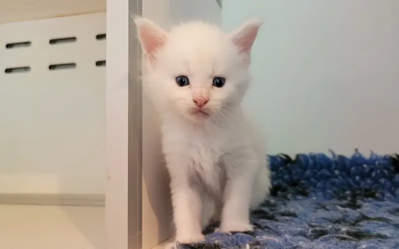 Maine Coon Mâle
                      Red Silver Shell - Arnold photo 1