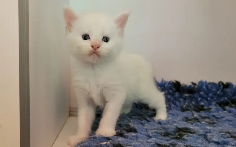 Maine Coon Mâle Red Silver Shell - Arnold photo 2