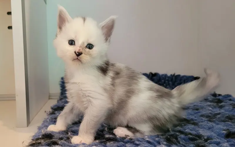 Maine Coon Femelle Black Smoke et blanche - Arwen photo 1