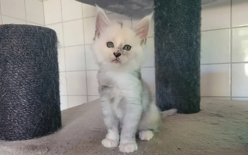 Maine Coon Femelle Black Smoke et blanche - Arwen photo 3