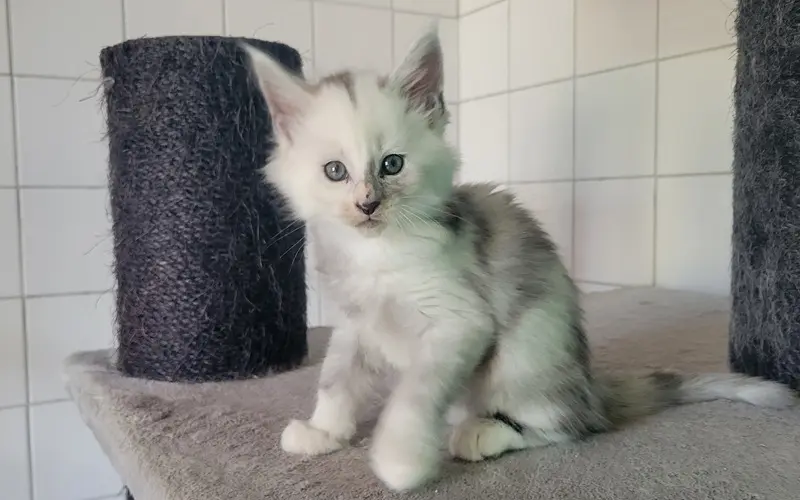 Maine Coon Femelle Black Smoke et blanche - Arwen photo 4