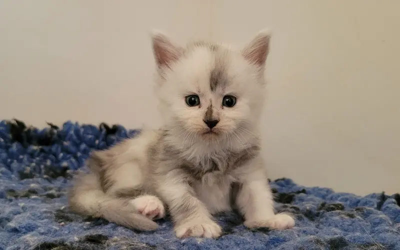 Maine Coon Femelle Black Smoke et blanche - Arya photo 1