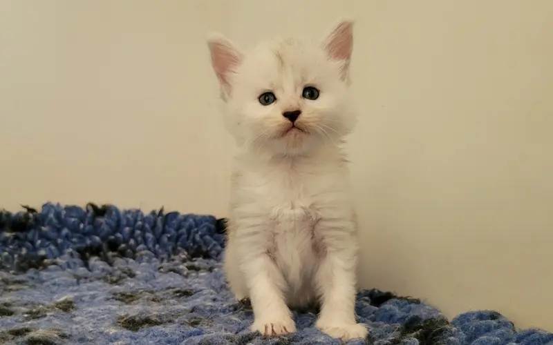 Maine Coon Femelle Blue Silver Shaded - Azura photo 1