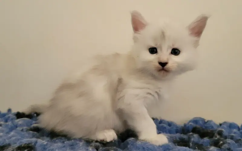 Maine Coon Femelle Blue Silver Shaded - Azura photo 2