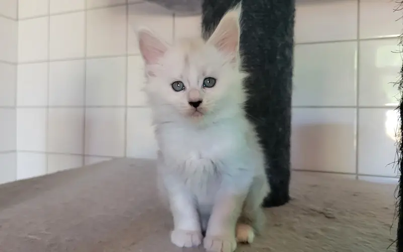 Maine Coon Femelle Blue Silver Shaded - Azura photo 3