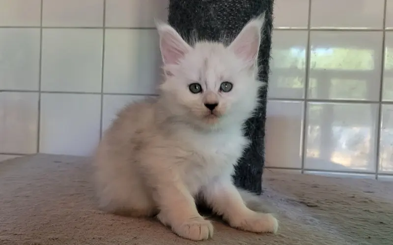 Maine Coon Femelle Blue Silver Shaded - Azura photo 4