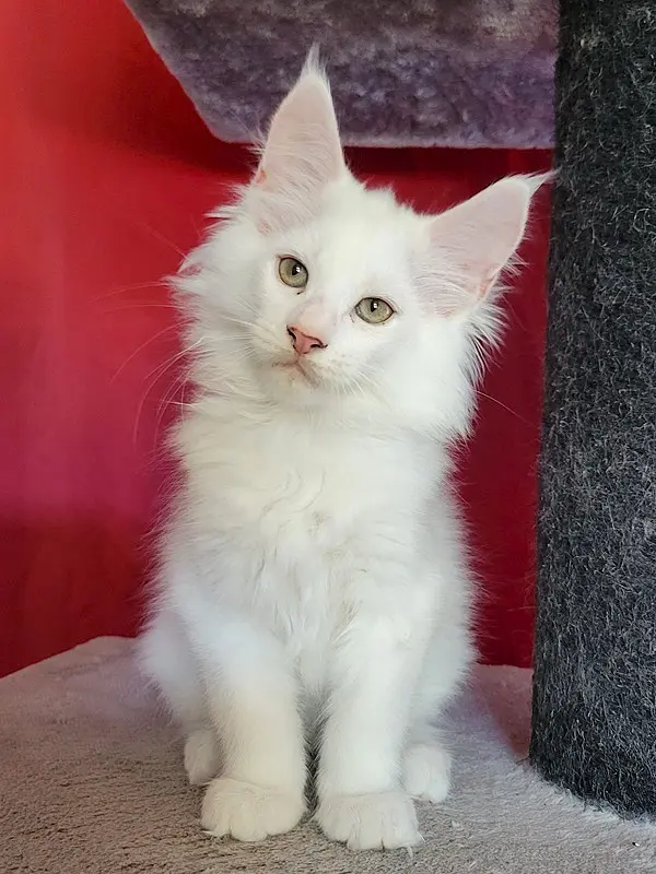 Alvine, Maine Coon mâle, red silver shell - chaton 3 de Wild Lady