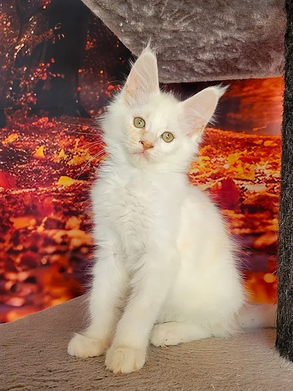 Arcane, Maine Coon mâle, red silver shaded - chaton 2 de Wild Lady