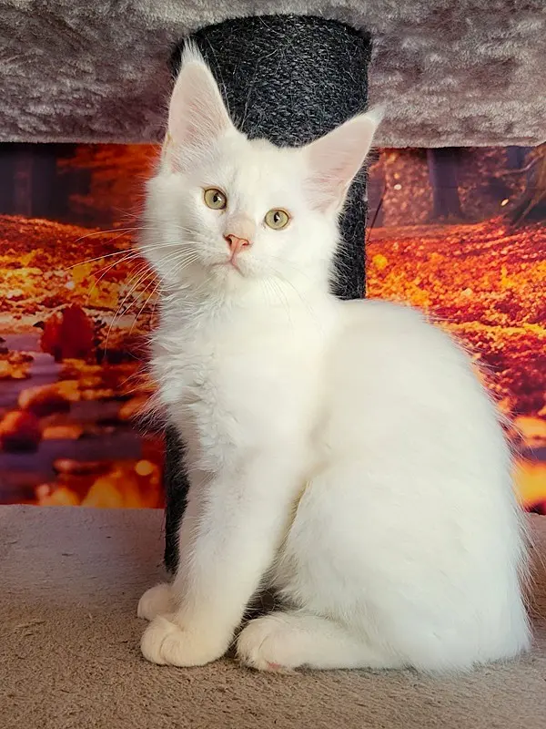 Maine Coon mâle red silver shell ou red chinchilla - chaton 1 de Wild Lady