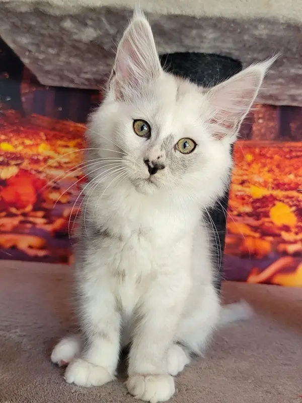 Arwen, Maine Coon femelle, black smoke et Blanche - chaton 4 de Wild Lady