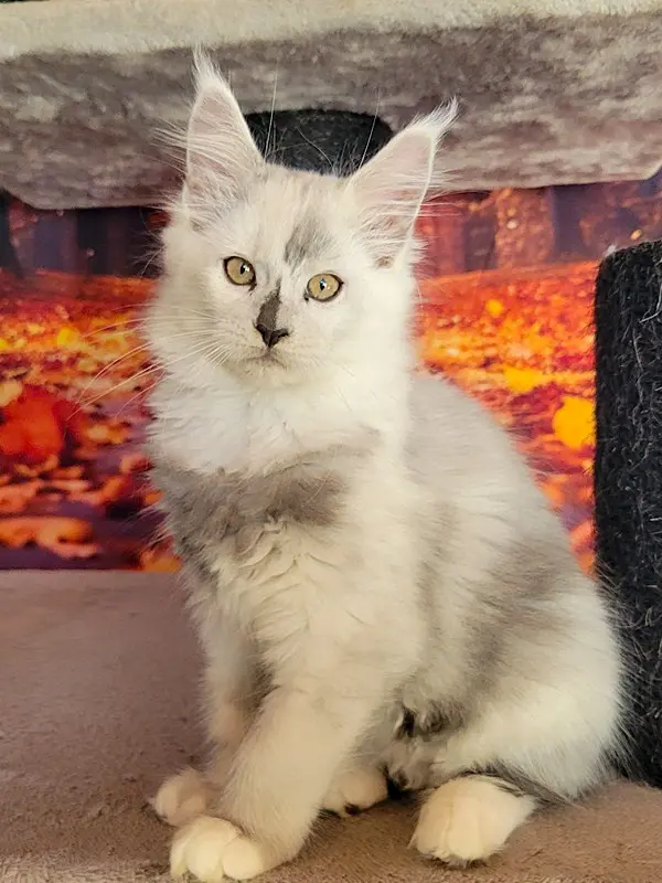 Arya, Maine Coon femelle, black smoke et Blanche - chaton 5 de Wild Lady
