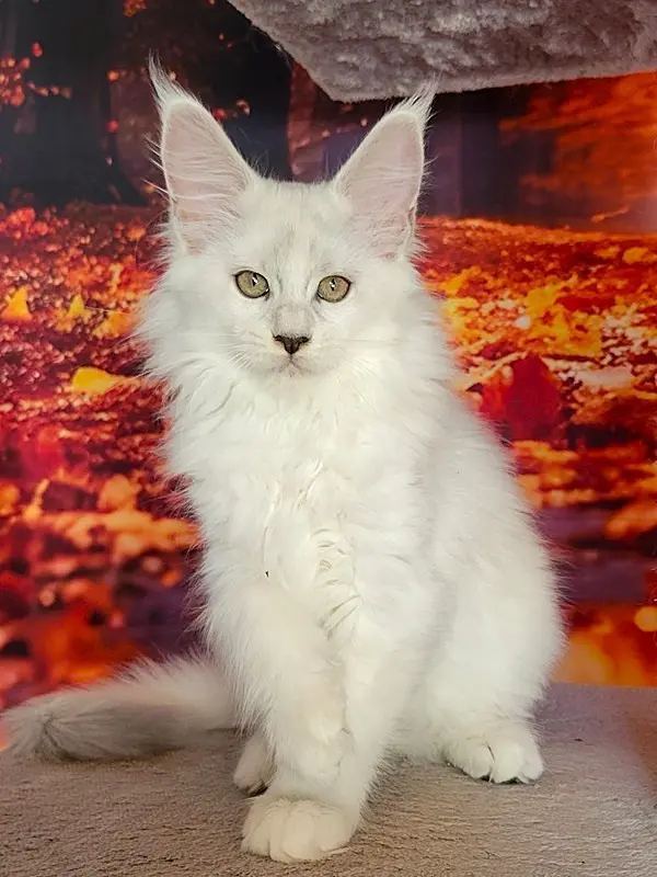 Azura, Maine Coon femelle, blue silver shaded - chaton 6 de Wild Lady
