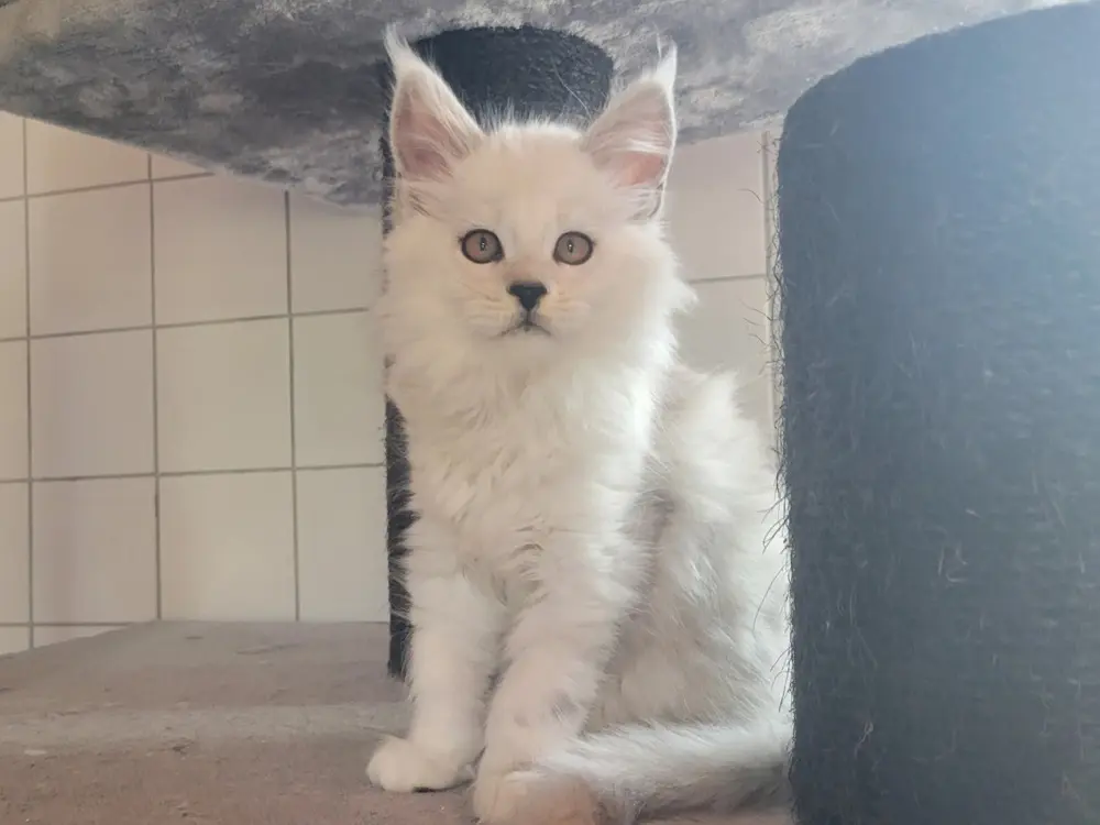 Exemple d'un Maine Coon Black Chinchilla, 1/8 du poil est la couleur de base, qui est repoussé à l'extrémité