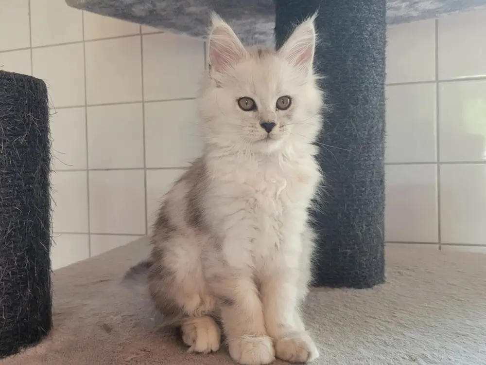 Exemple d'un Maine Coon Black Silver Shaded, 1/3 du poil est la couleur de base, qui est repoussé à l'extrémité